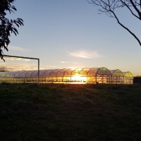 Farm greenhouse
